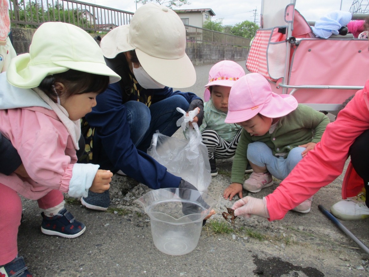 ザリガニに興味津々