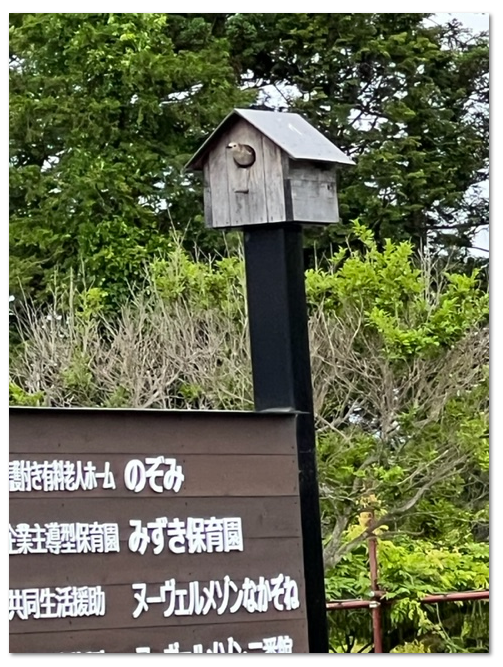 おたまじゃくしすくい